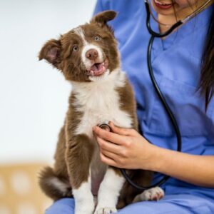 Bacharelado em Medicina Veterinária